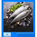 scientific name of mackerel fish